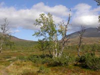 Fj&auml;llbj&ouml;rk