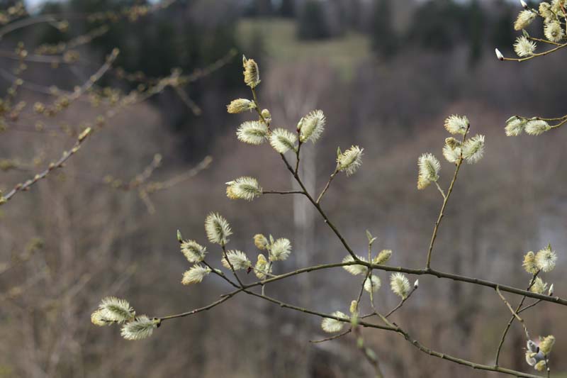 S&auml;lgen blommar